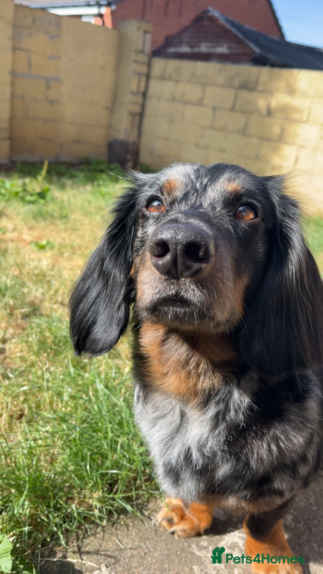 Dachshund dogs for sale: Long haired dachshund male - Rolo - Advert 2