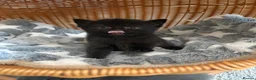 British Longhair cats for sale: Gorgeous Scottish Fold & Straight Kittens - Advert 7