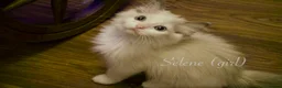 Ragdoll cats for sale: TICA championship Ragdoll Kittens  in London - Advert 6