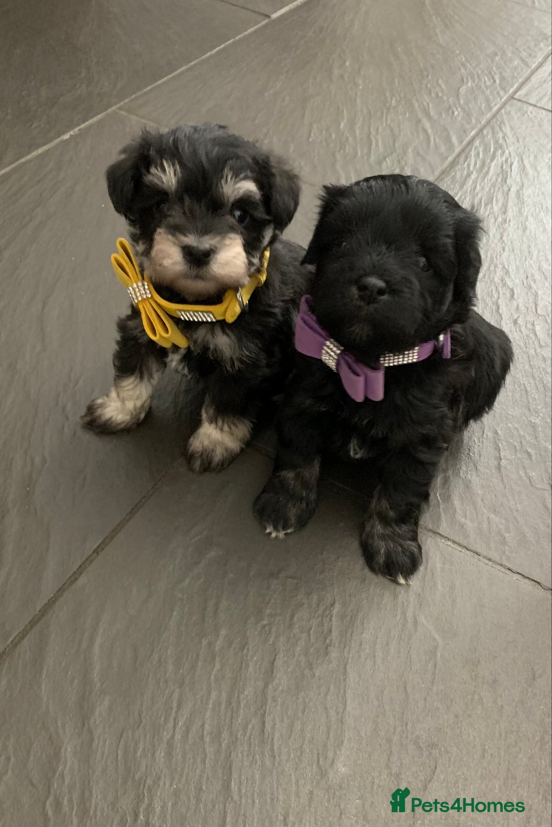 Miniature Schnauzer dogs for sale: 5* LICENSED - KC MINI (TOY) SCHNAUZER CHOCOLATE  - Advert 16