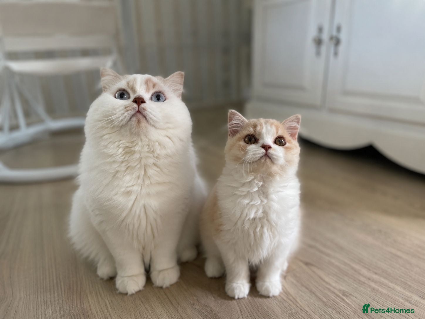 British Longhair cats Stunning baby doll BLH bicolour boy, ready now  - Advert 2