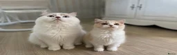 British Longhair cats for sale: Stunning baby doll BLH bicolour boy, ready now  - Advert 2