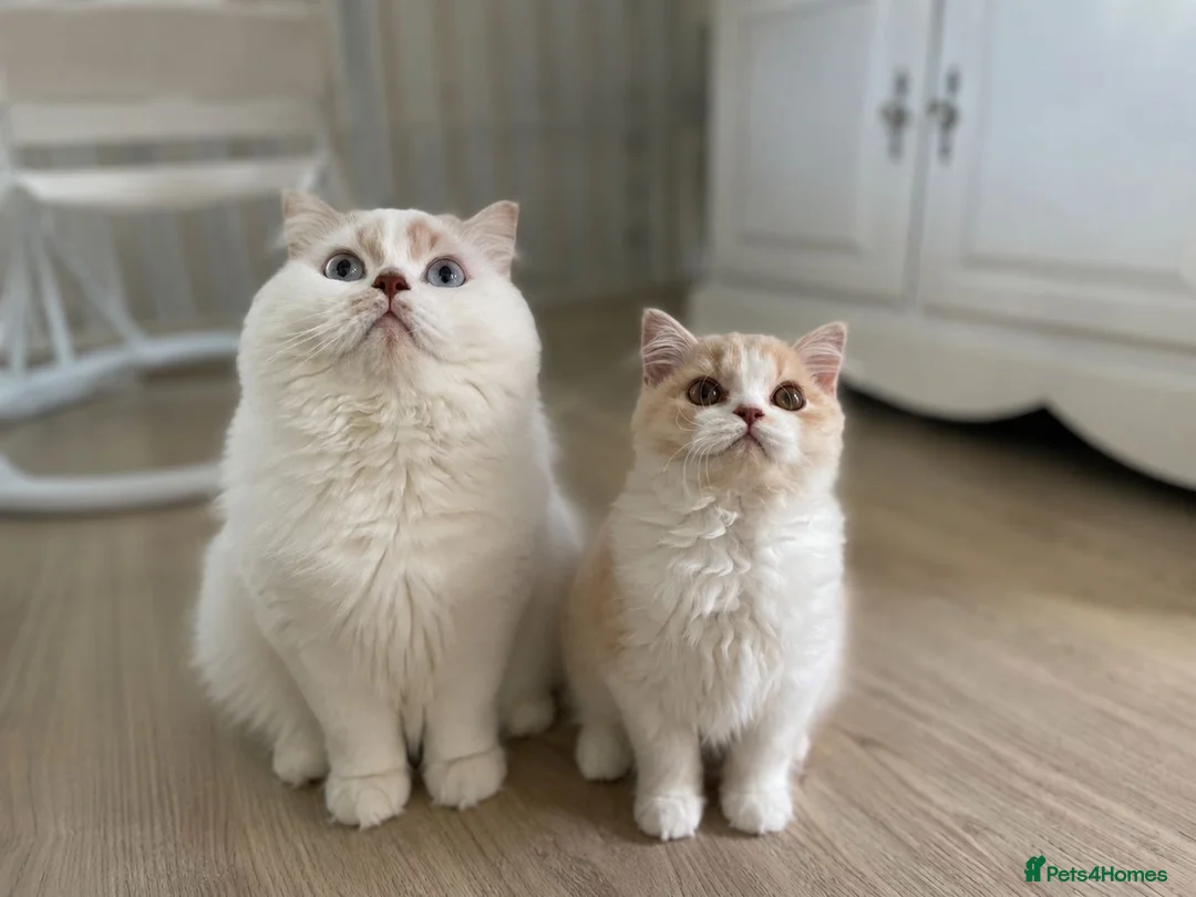 British Longhair cats for sale: Stunning baby doll BLH bicolour boy, ready now  - Advert 2