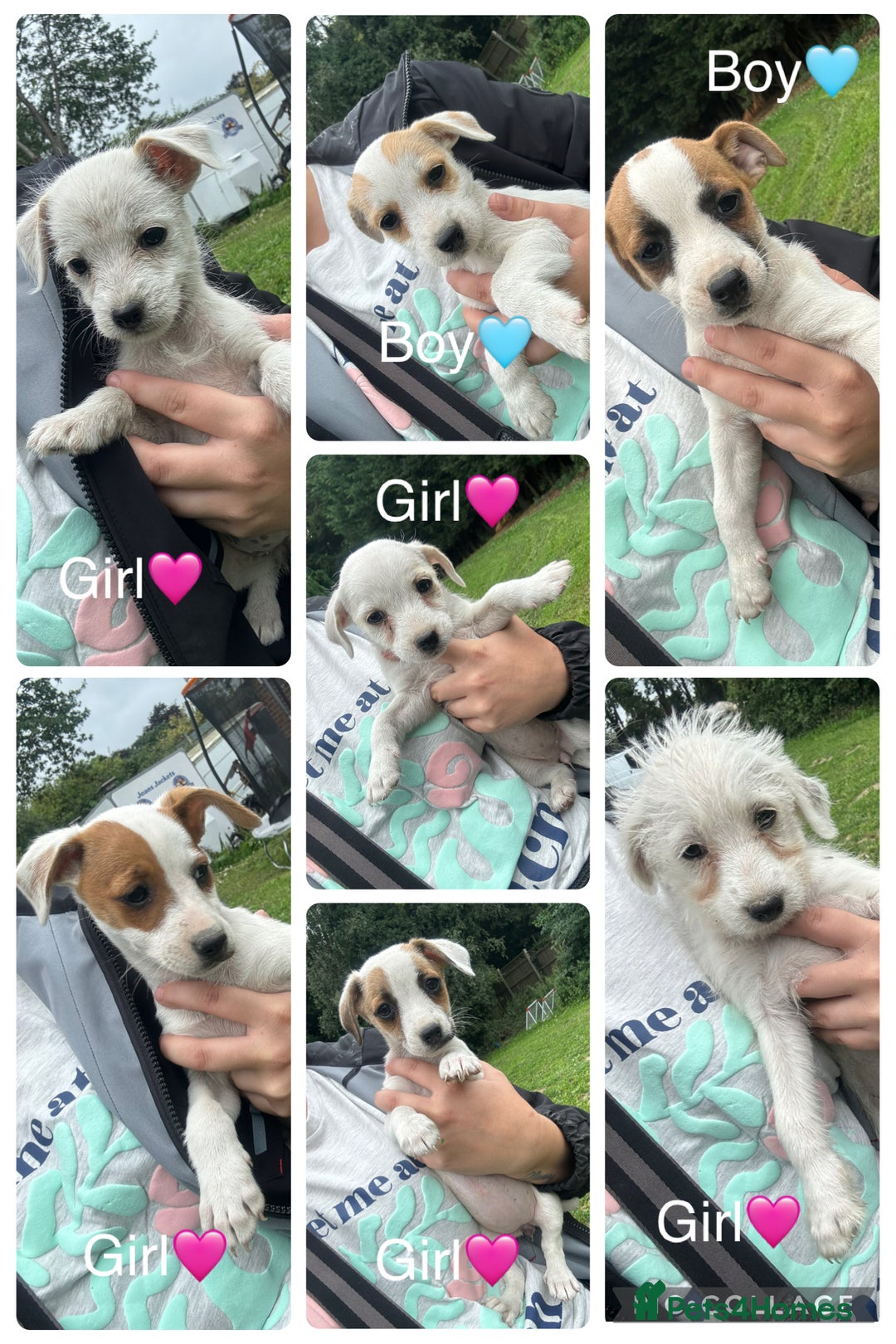Jack Russell dogs for sale: 7 stunning jack russells for sale - Image 8