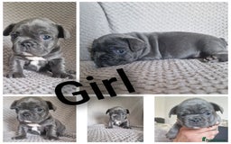 French Bulldog dogs for sale: french bulldog puppies  - Image 2