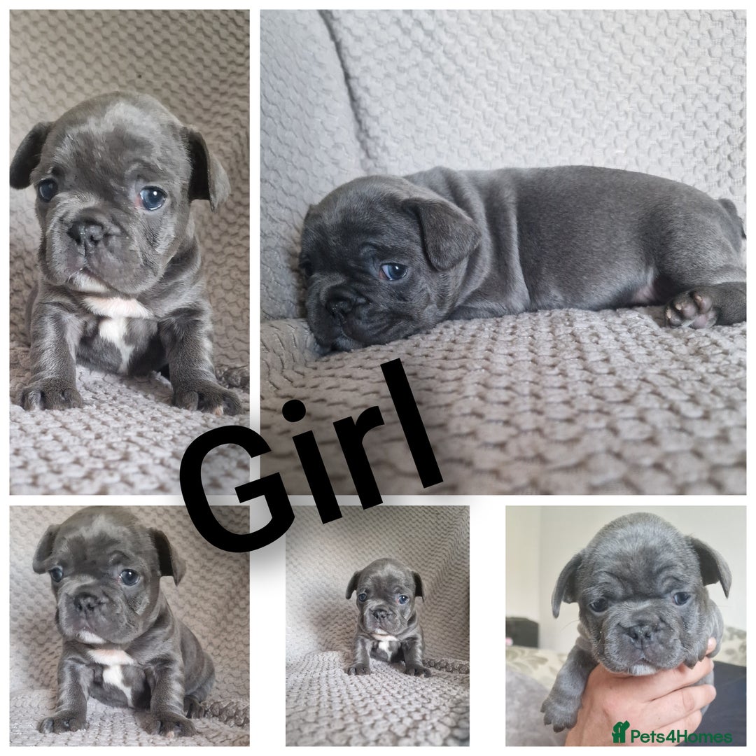 French Bulldog dogs for sale: french bulldog puppies  - Image 2
