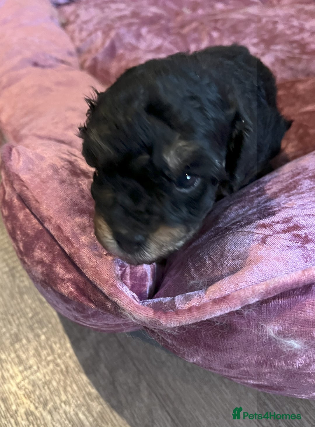 Toy Poodle dogs for sale: Gorgeous Toy Poodle Puppies - Advert 15