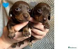 Miniature Dachshund dogs for sale: Miniature Dachshund Puppies for Sale - Image 10