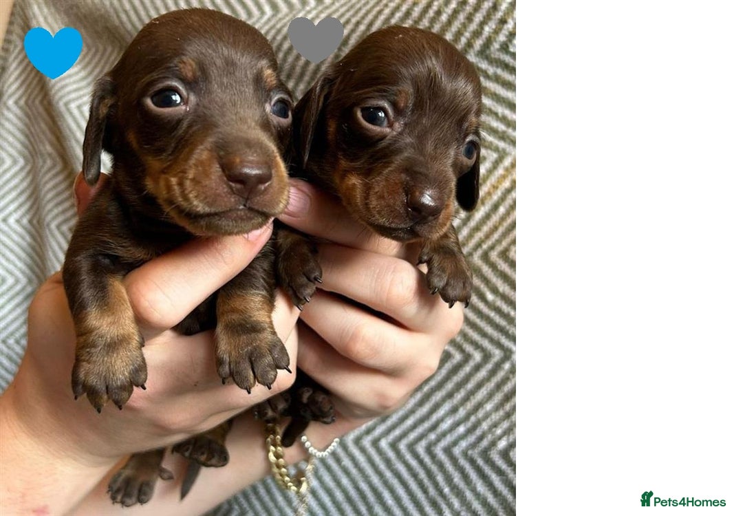 Miniature Dachshund dogs for sale: Miniature Dachshund Puppies for Sale - Image 10