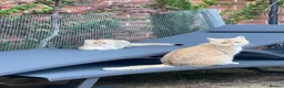 Scottish Fold cats for sale: PUREBRED GOLDEN CHINCHILLA SCOTTISH FOLD KITTENS  in Basildon - Advert 11