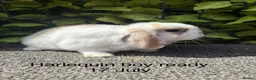 Mini Lop rabbits for sale: Adorable friendly mini lop babies  - Advert 9