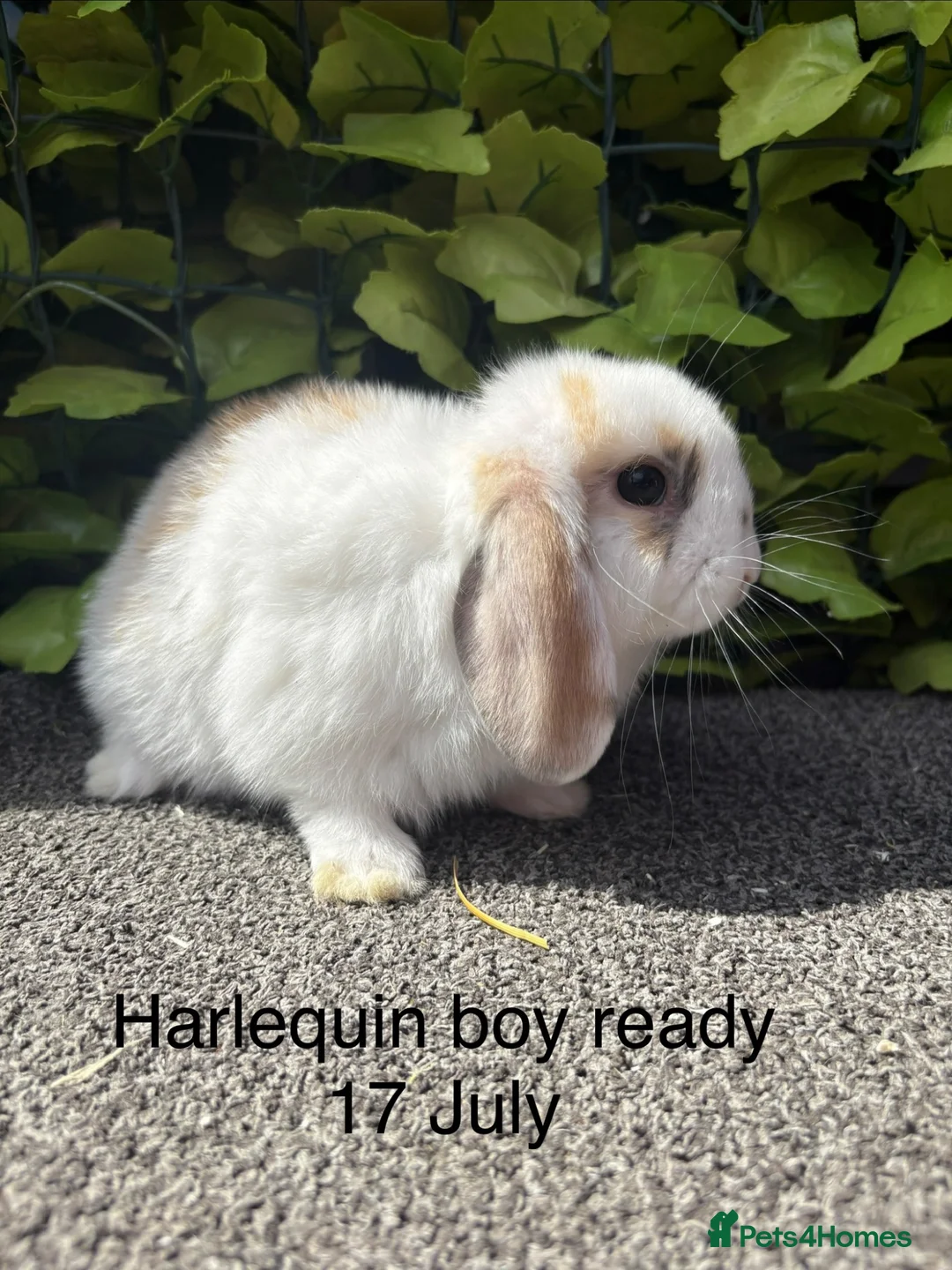 Mini Lop rabbits for sale: Adorable friendly mini lop babies  - Advert 9