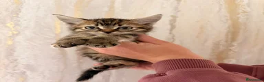 Maine Coon 3