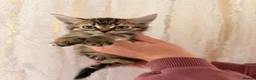 Maine Coon cats for sale: Half Maine coon kittens  - Advert 4