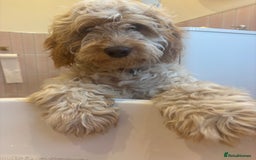 Cockapoo dogs for sale: ADORABLE 10 MONTH OLD COCKAPOO PUPPY FOR SALE - Advert 4