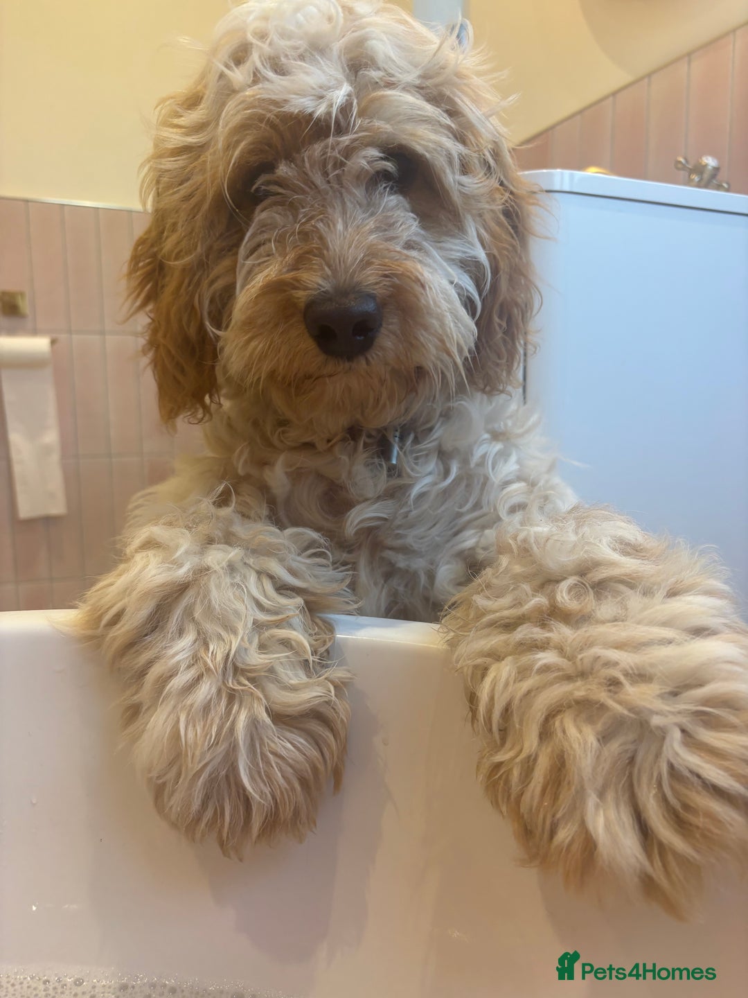 Cockapoo dogs for sale: ADORABLE 10 MONTH OLD COCKAPOO PUPPY FOR SALE - Advert 4
