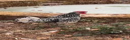 Chickens poultry for sale: Silver Sebright - Advert 2