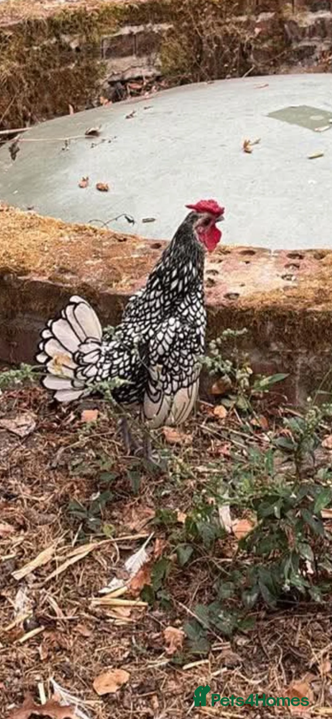 Chickens poultry for sale: Silver Sebright - Advert 2