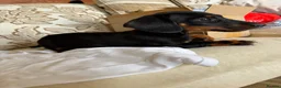 Miniature Dachshund dogs for sale: Beautiful miniature dachshunds - Advert 18