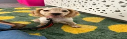 Cocker Spaniel dogs for sale: 13 week old female cocker spaniel  in Canterbury - Advert 3