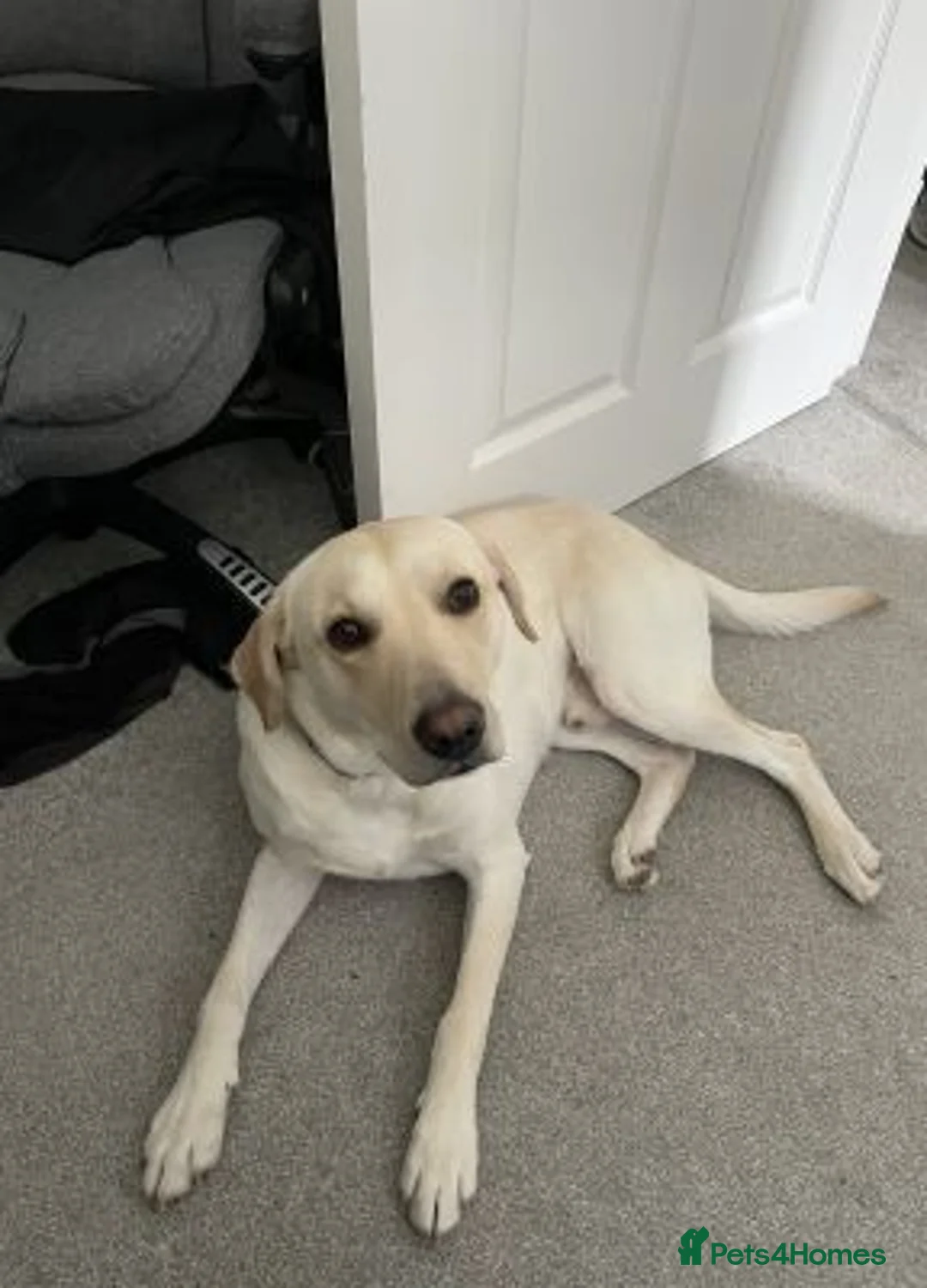 Labrador Retriever dogs for sale: stunning labrador retriever girl in Edinburgh - Advert 4