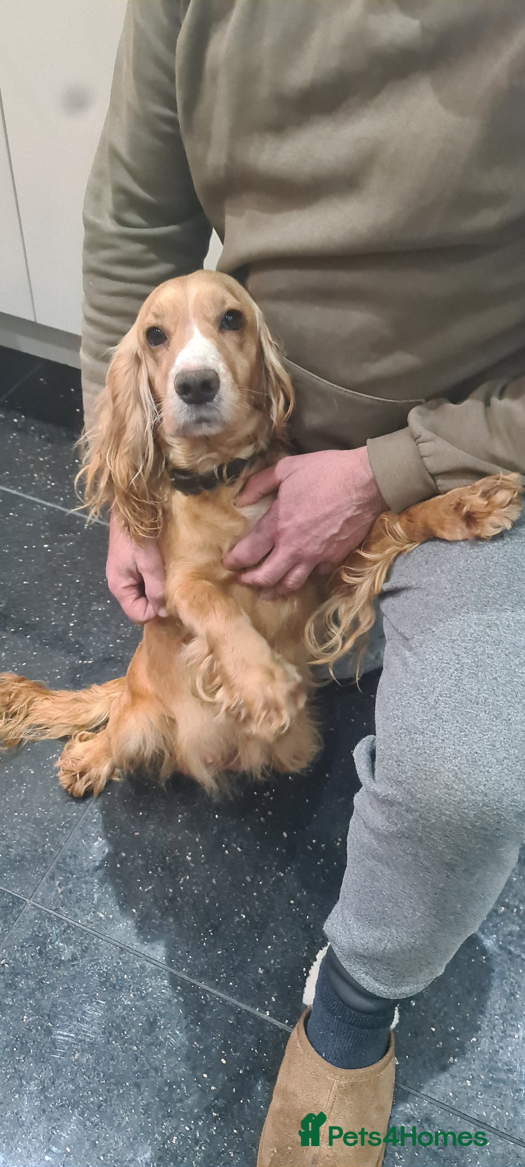 Cocker Spaniel dogs for sale: Beautiful KC Cocker Spaniel Puppies for sale  - Advert 3