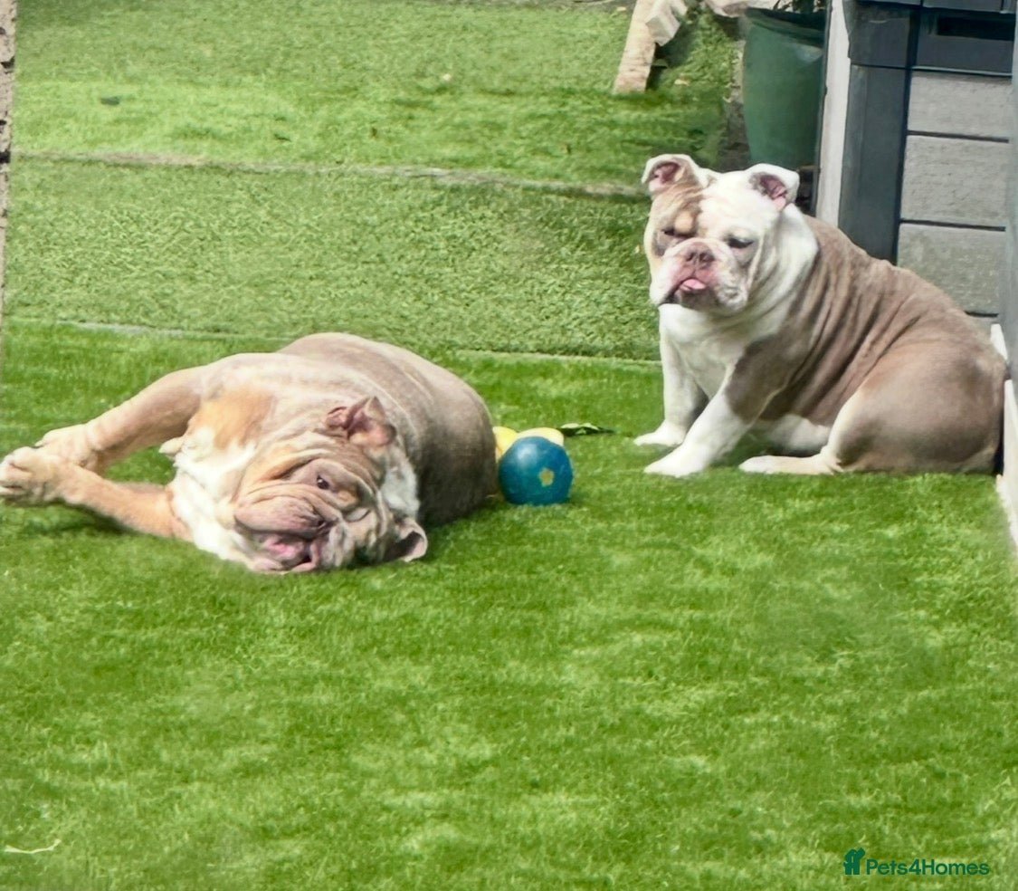 English Bulldog dogs 🐾 Bruno & Betty  - Advert 2