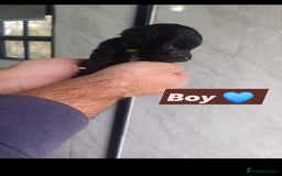 Cockapoo dogs for sale: Adorable Cockapoo’s - Image 13