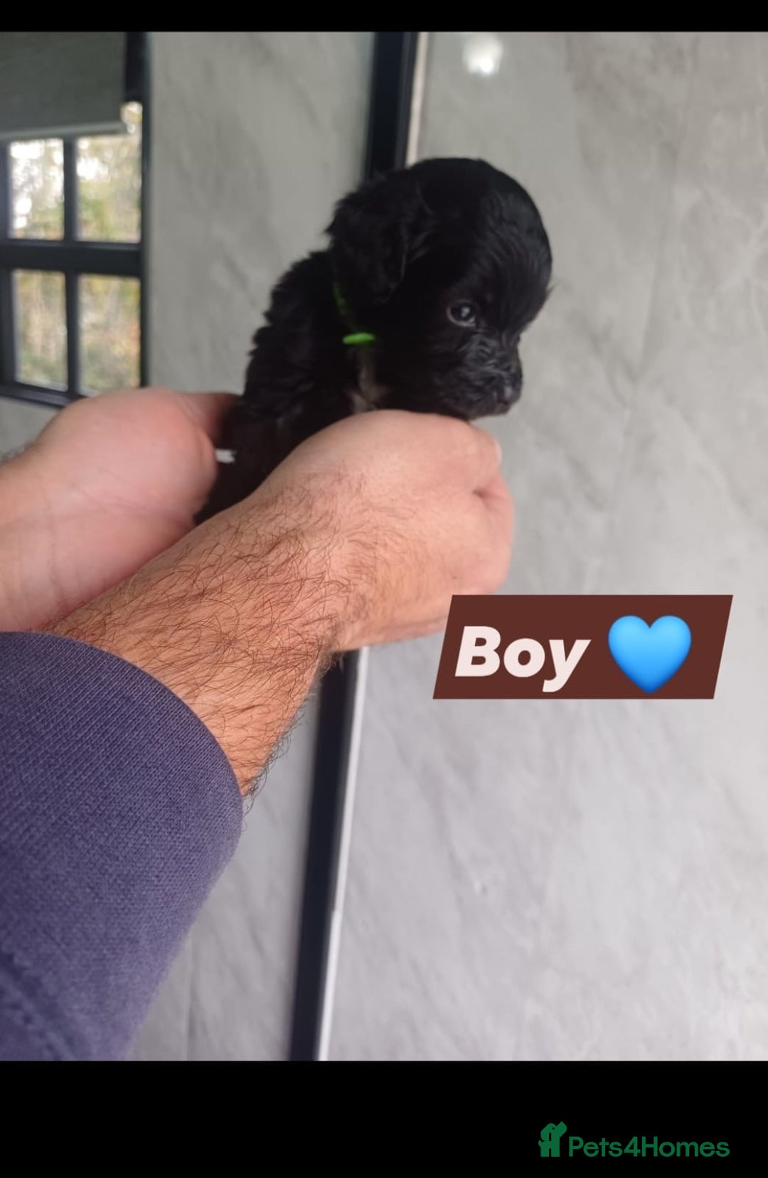 Cockapoo dogs for sale: Adorable Cockapoo’s - Image 13