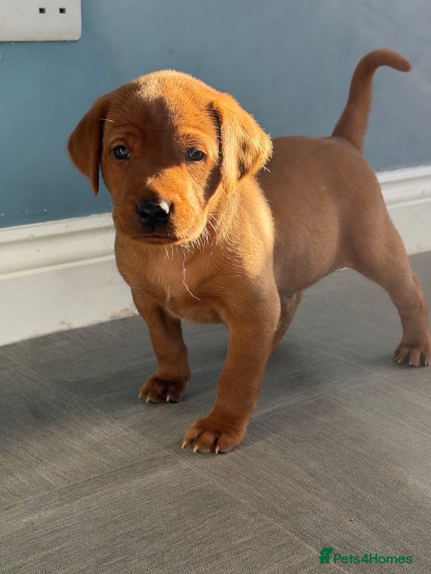 Labrador Retriever dogs for sale: Stunning KC Fox Red Boys & Girls Labradors  - Advert 1