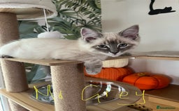 Ragdoll cats for sale: Ragdoll kittens - Image 21
