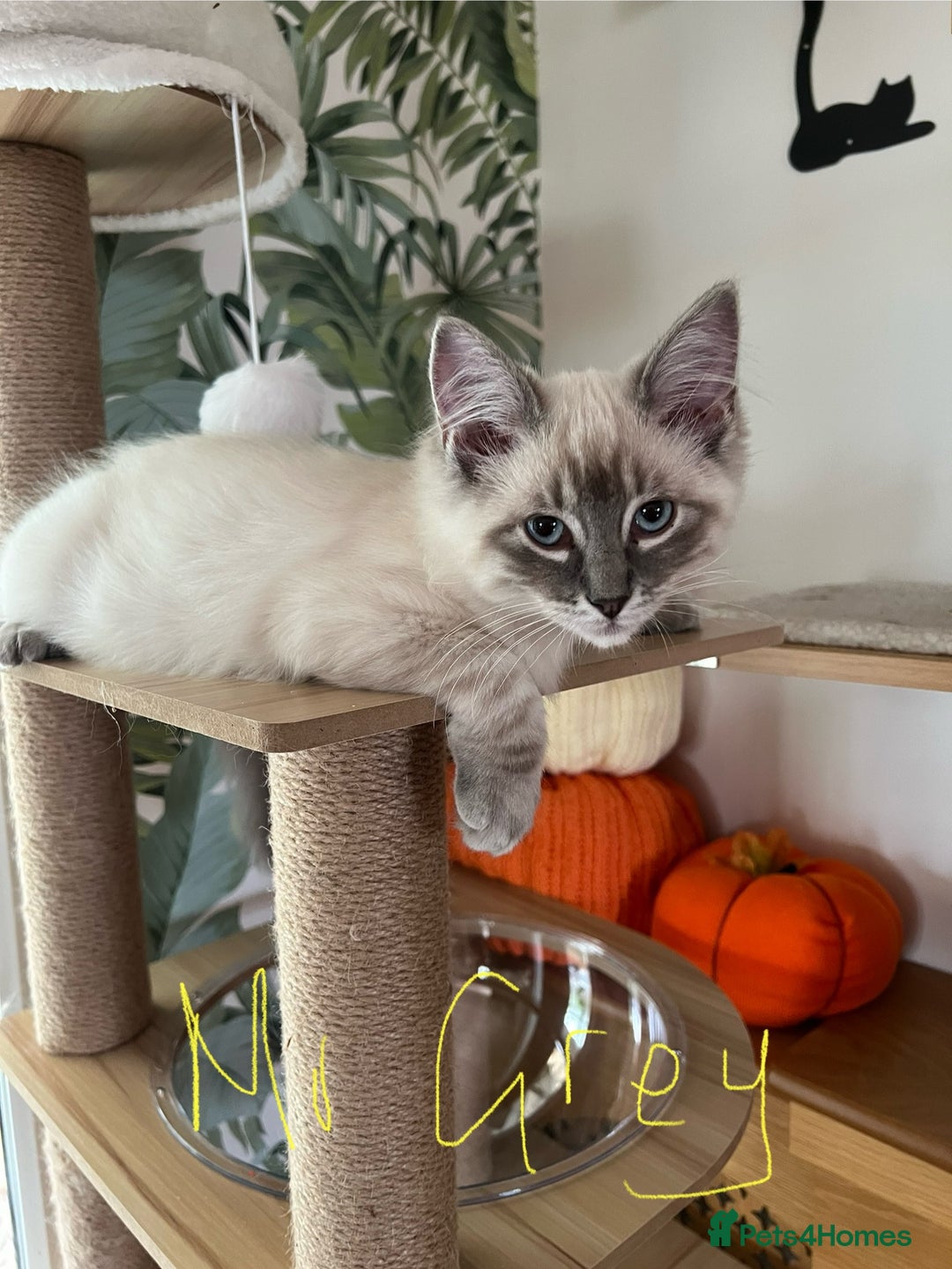 Ragdoll cats for sale: Ragdoll kittens - Image 21