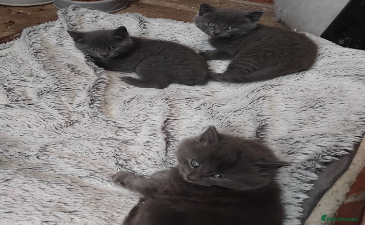 British Shorthair cats - Advert 4