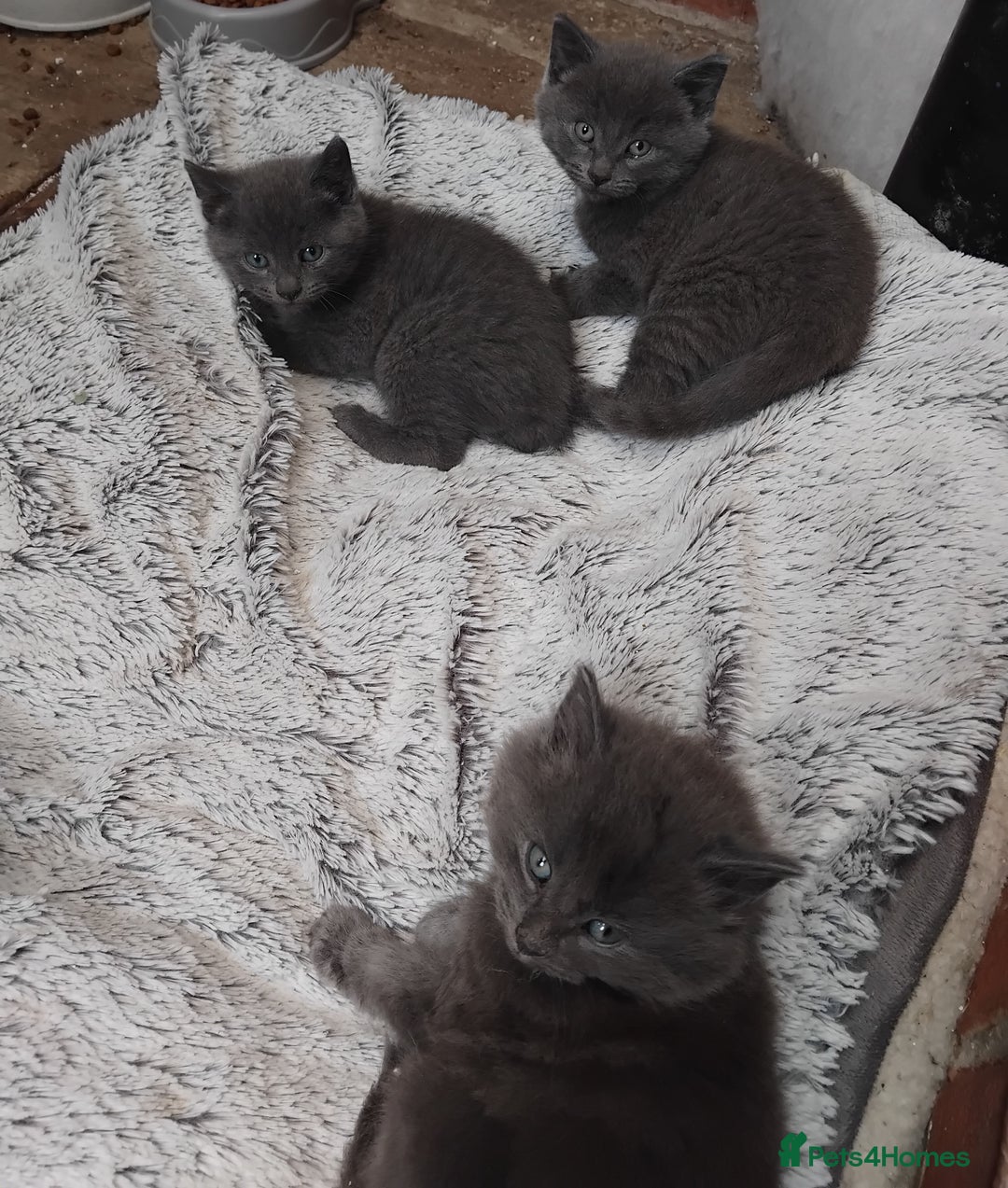 British Shorthair cats for sale: Fluffy playfull British sorthair kittens available - Image 1
