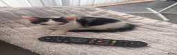 Domestic Shorthair cats for sale: Adorable black and white male ready to go  - Advert 3