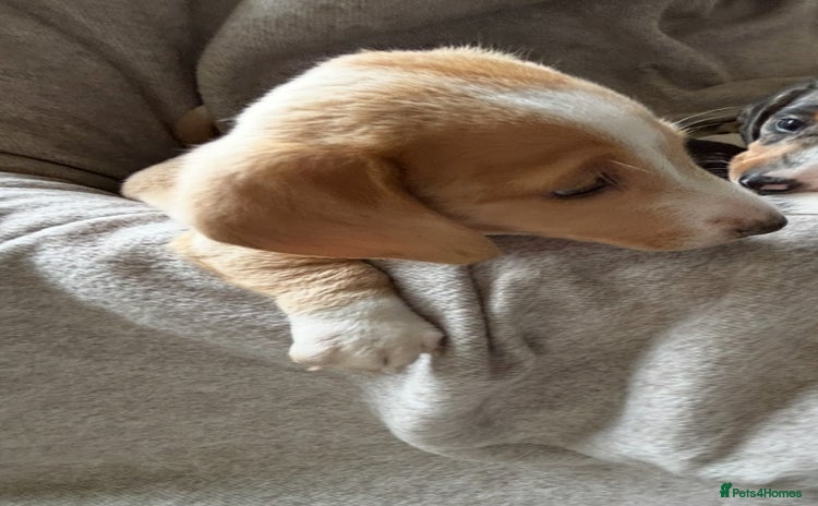 Miniature Dachshund dogs - Advert 10