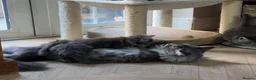 Maine Coon cats for sale: TICA Registered Maine Coon Kittens Reserve now - Advert 5