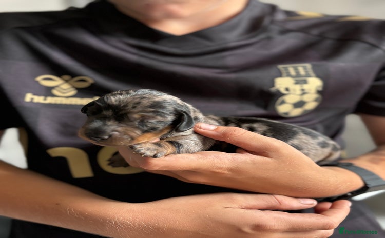 Miniature Dachshund dogs - Advert 7