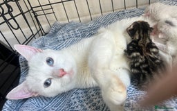 Turkish Van cats for sale: Half Turkish van kittens - Image 10