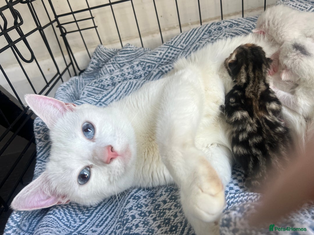 Turkish Van cats for sale: Half Turkish van kittens - Image 10