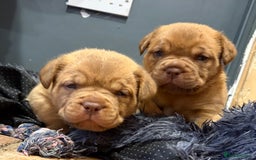 Dogue De Bordeaux dogs for sale: DOGUE DE BORDEAUX PUPS  - Image 1