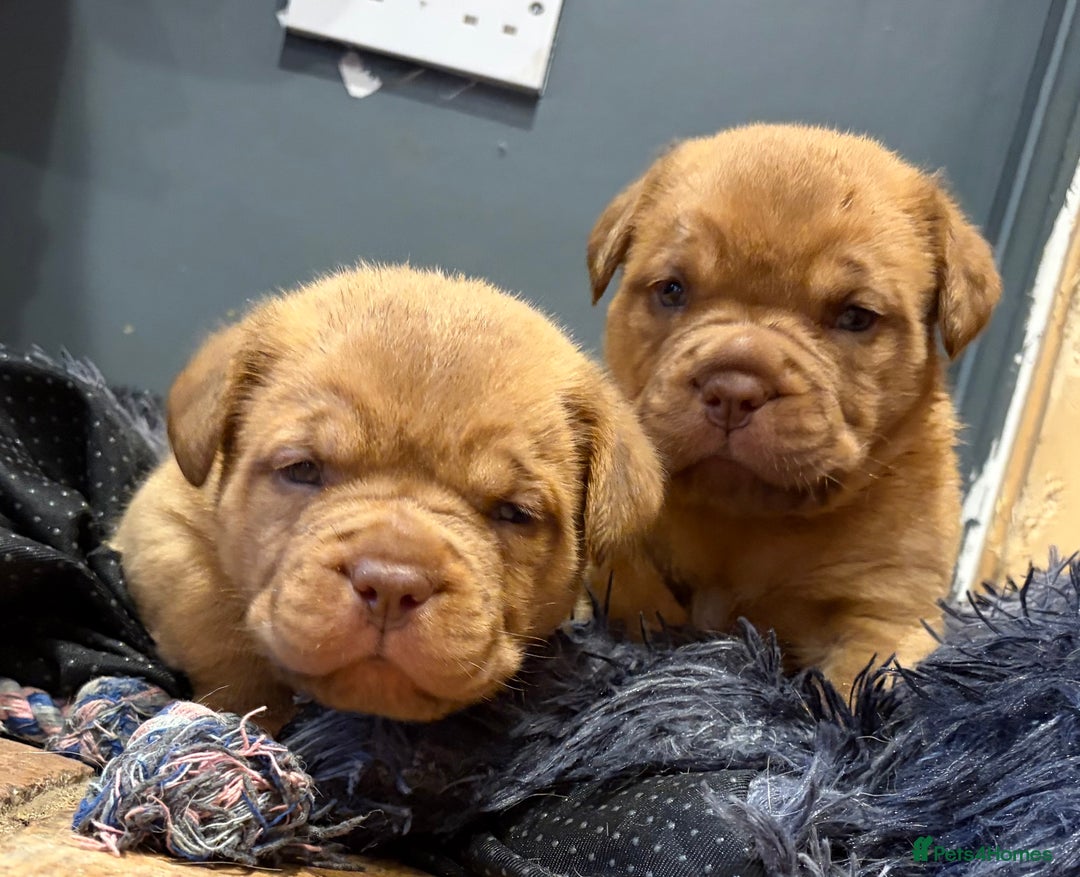 Dogue De Bordeaux dogs for sale: DOGUE DE BORDEAUX PUPS  - Image 1