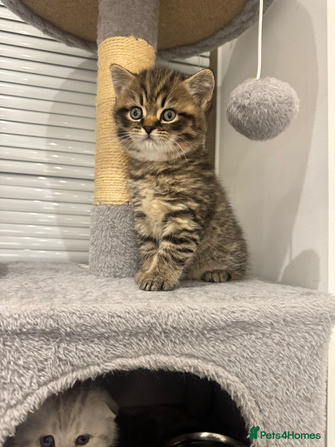 British Shorthair cats for sale: Adorable British Shorthair Male Kittens for Sale. - Advert 10