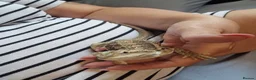 Bearded Dragon reptiles for sale: Baby bearded dragon with full set up in Nuneaton - Advert 6