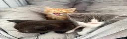 Mixed Breed cats for sale: Great selection of beautiful kittens - Advert 5