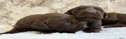 Cockerdor dogs for sale: Chunky Cockador puppies 🐶  - Advert 11