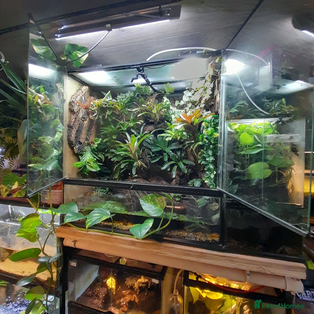 Frog reptiles for sale: 90x90x45 exo terra vivarium  - Image 4
