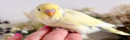 Budgerigars birds for sale: Beautiful Baby Budgies - Advert 5