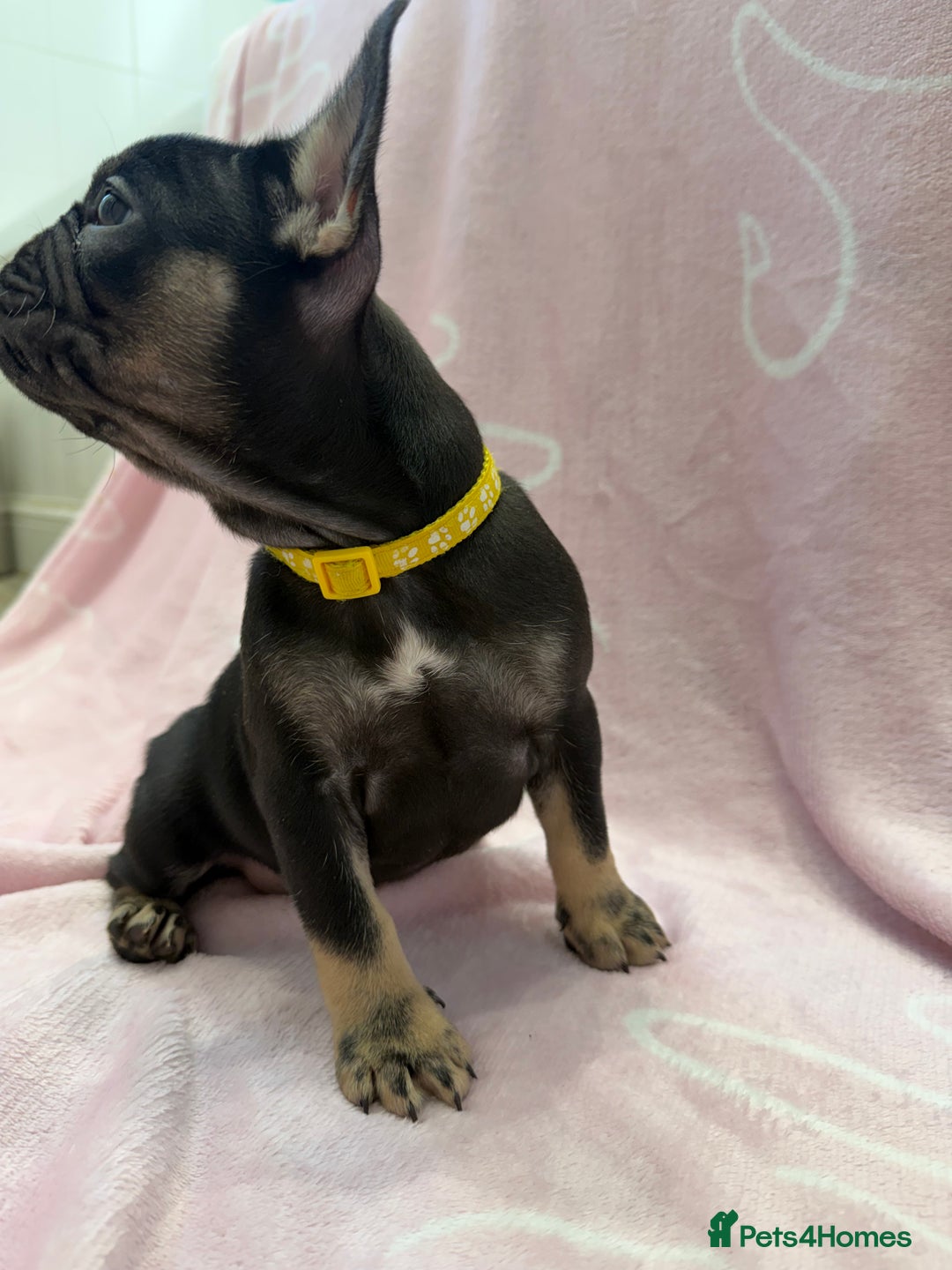 French Bulldog dogs for sale: Last girl frenchie available  - Advert 2