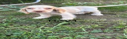 Cocker Spaniel dogs for sale: Show type cocker spaniels puppies  - Advert 5